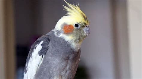 wf sultan papağanı özellikleri